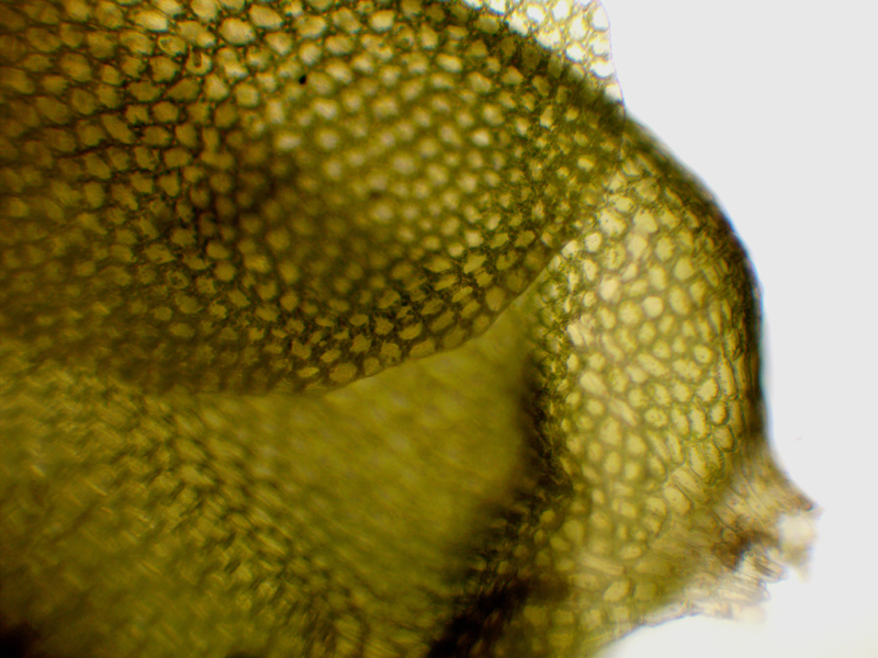 Liochlaena lanceolata